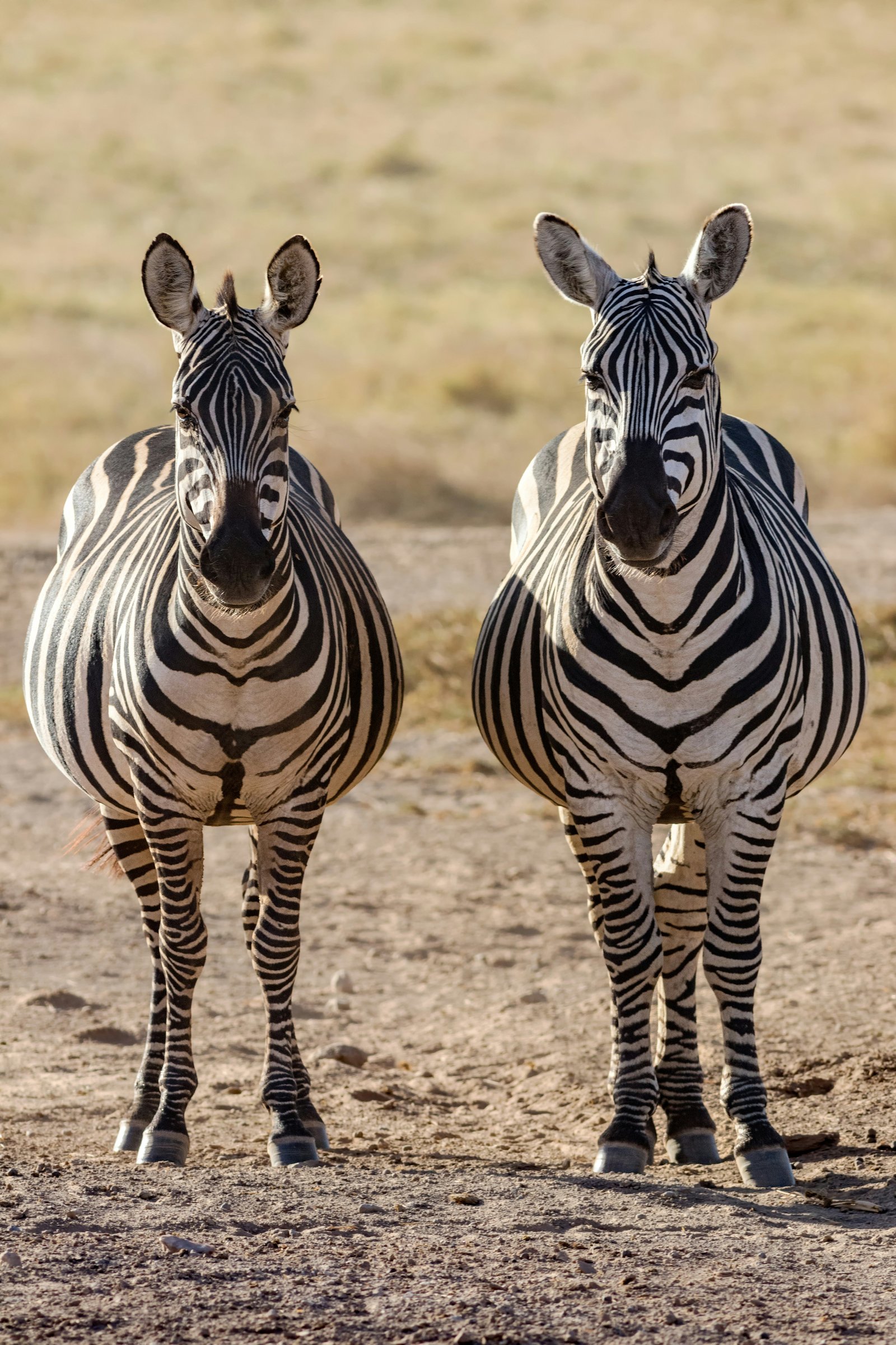Amboseli – Kilimanjaro View