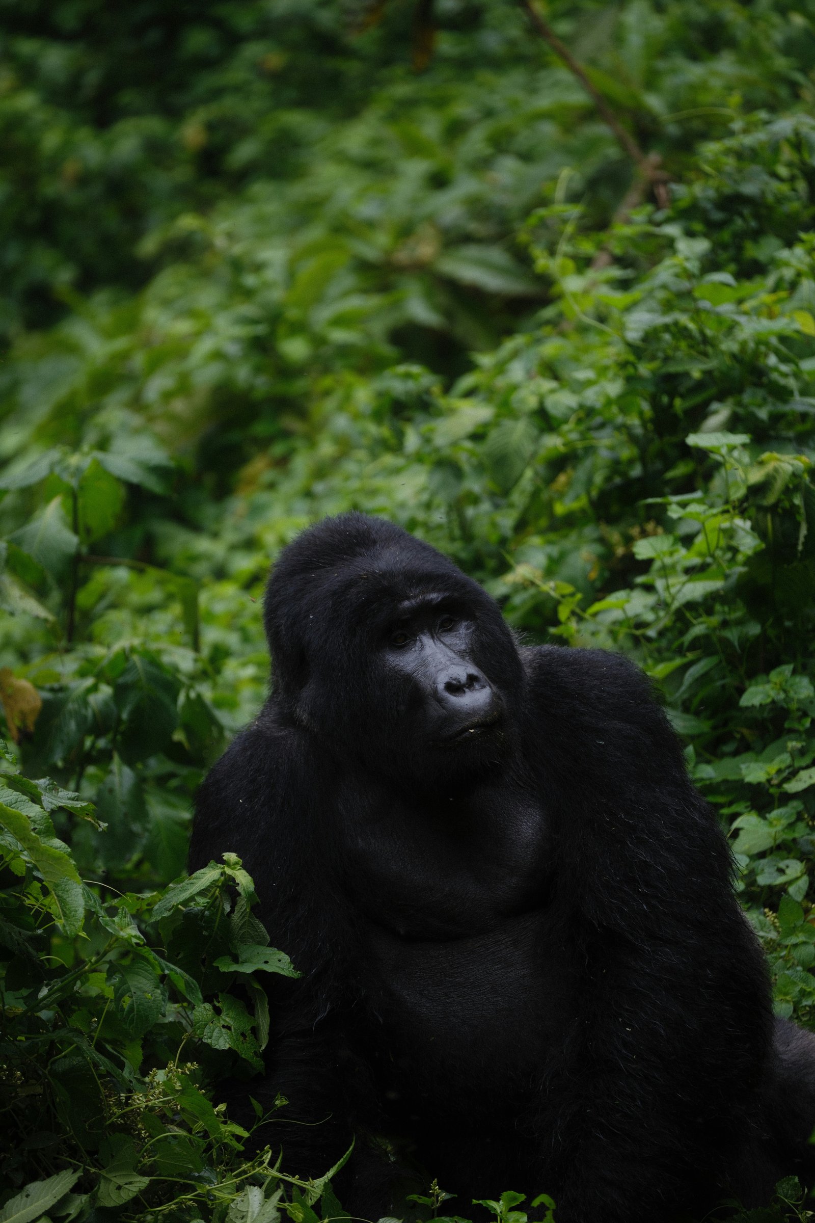 Bwindi Gorilla Trek (Uganda)