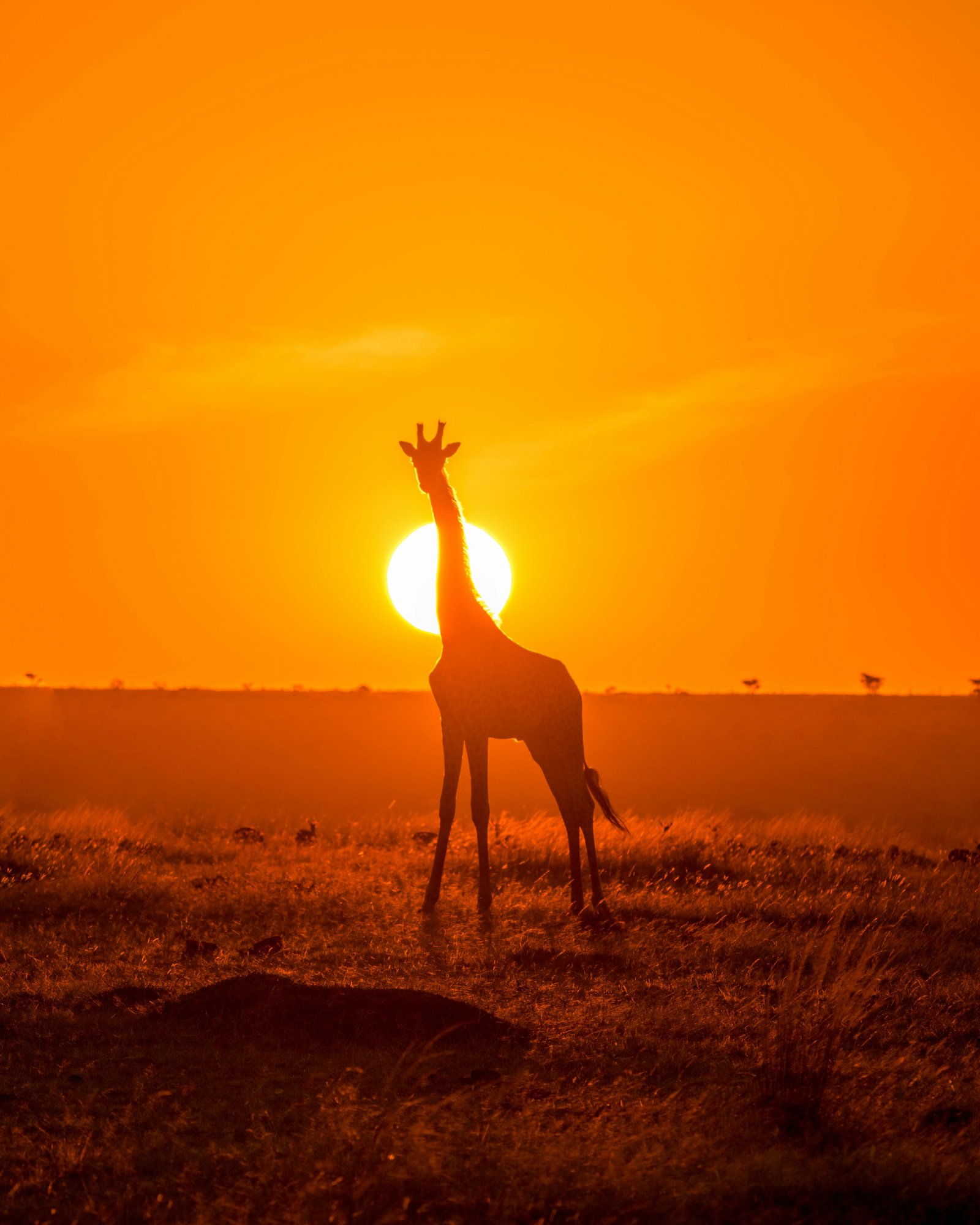 Maasai Mara Safari Adventure