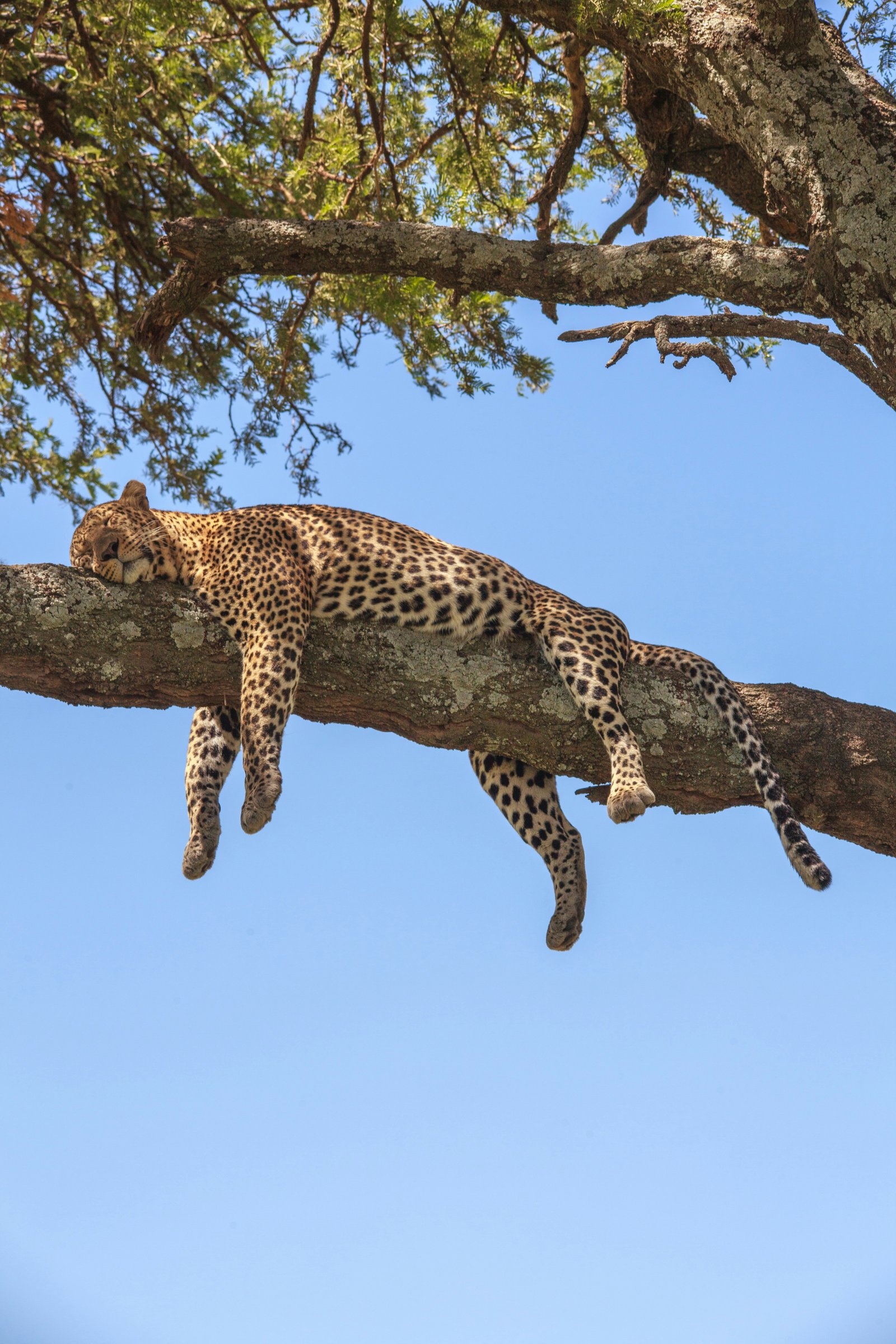 Serengeti & Ngorongoro Crater
