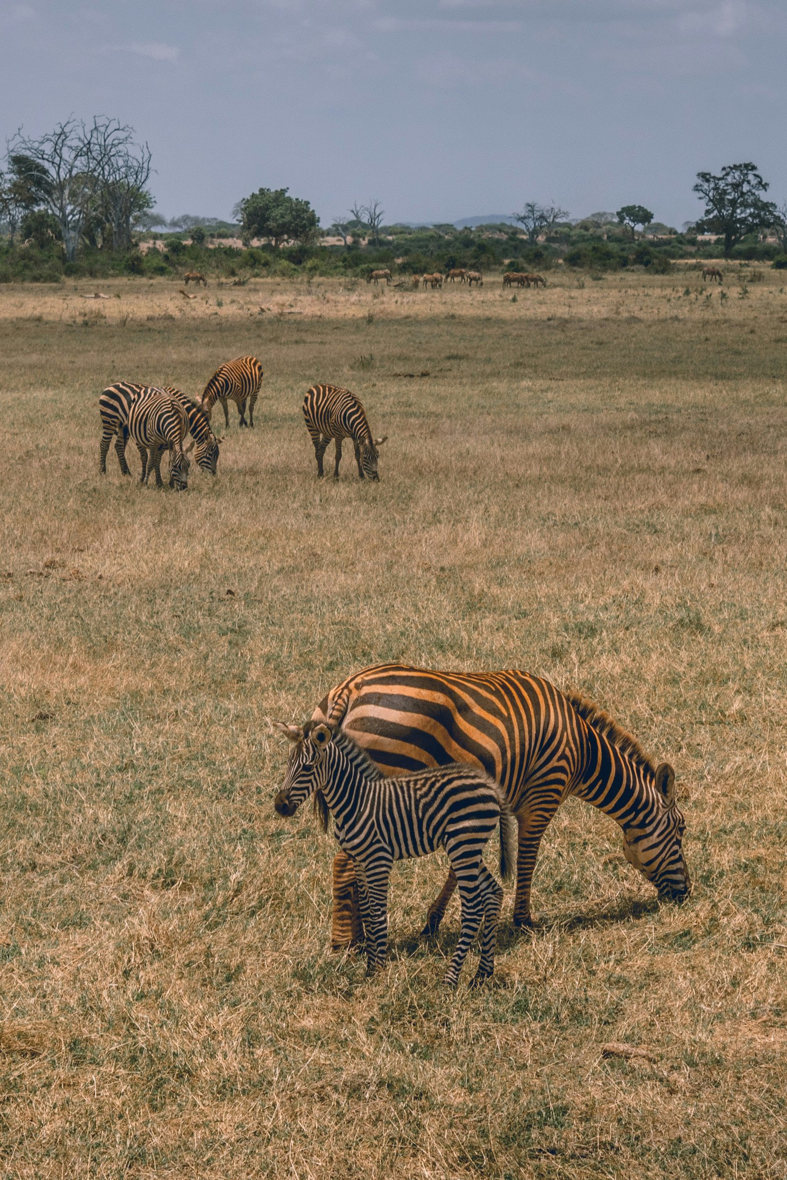 Tsavo East & West Combo