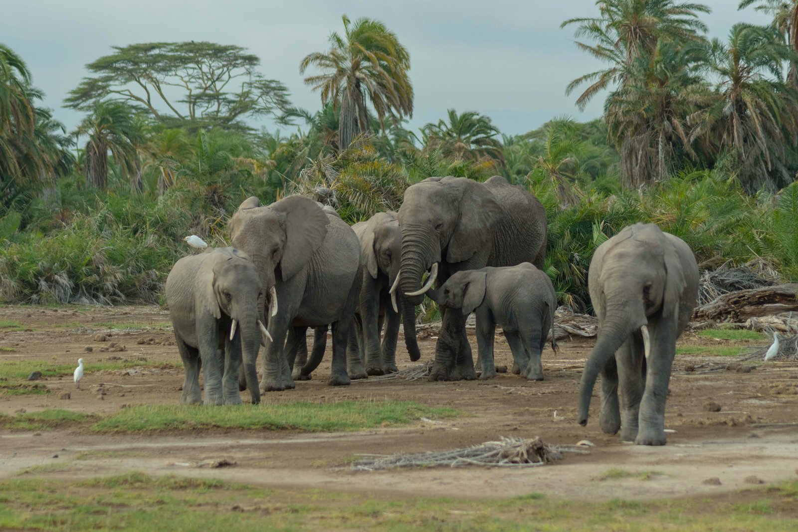Amboseli, Kenya