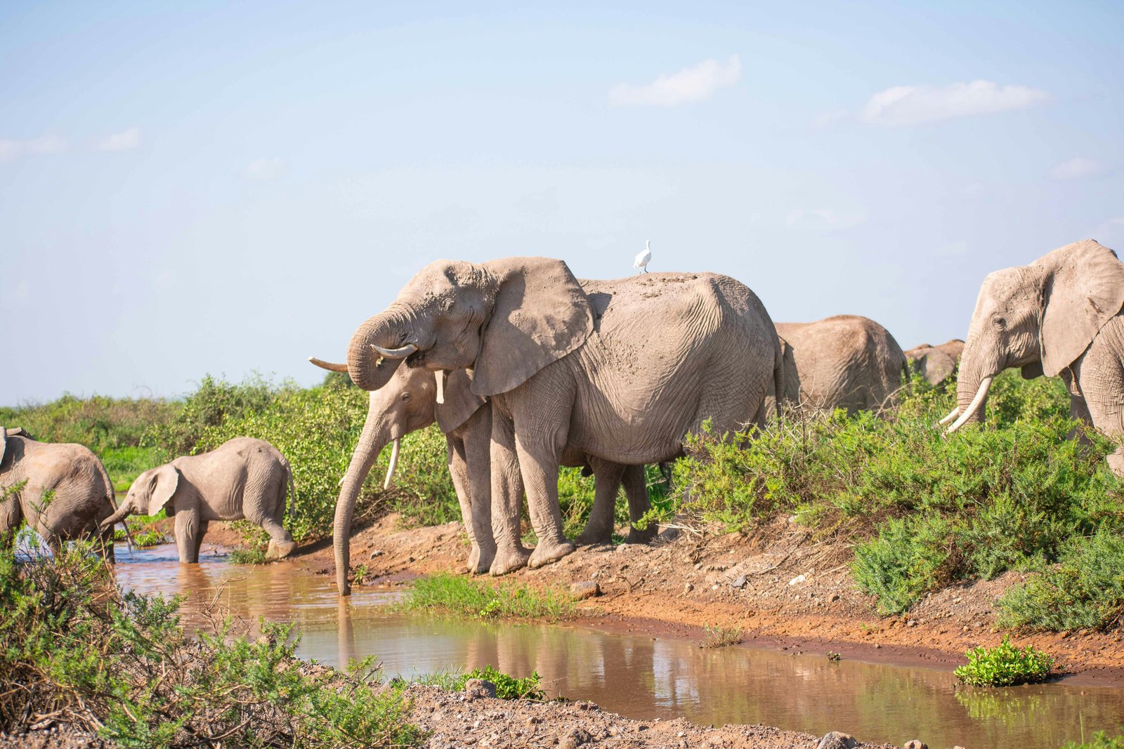 Amboseli, Kenya photo 2