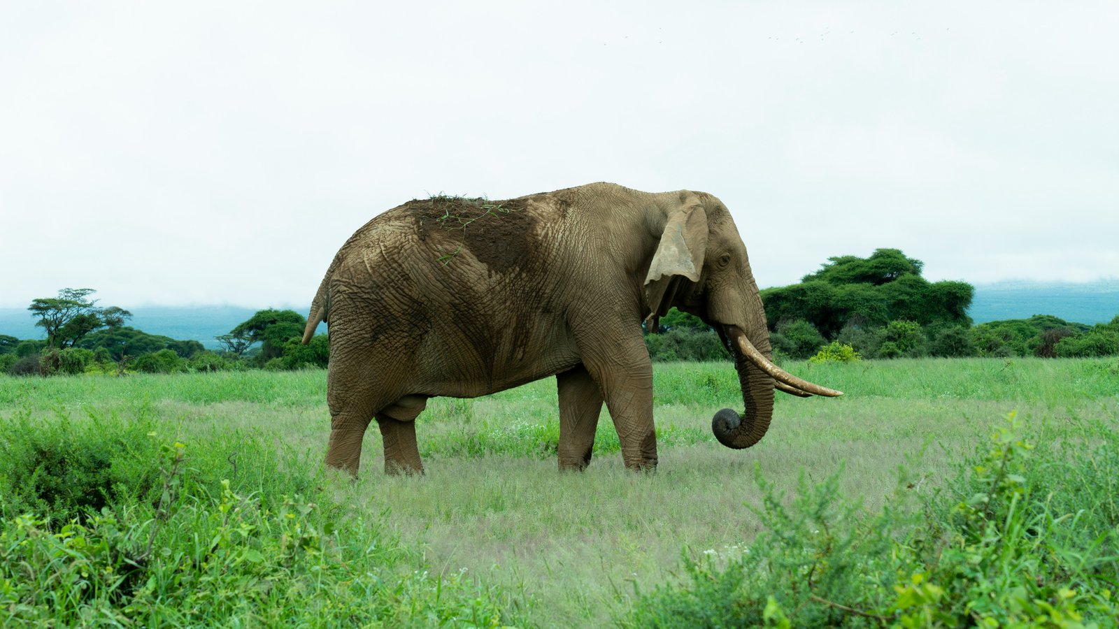 Amboseli, Kenya
