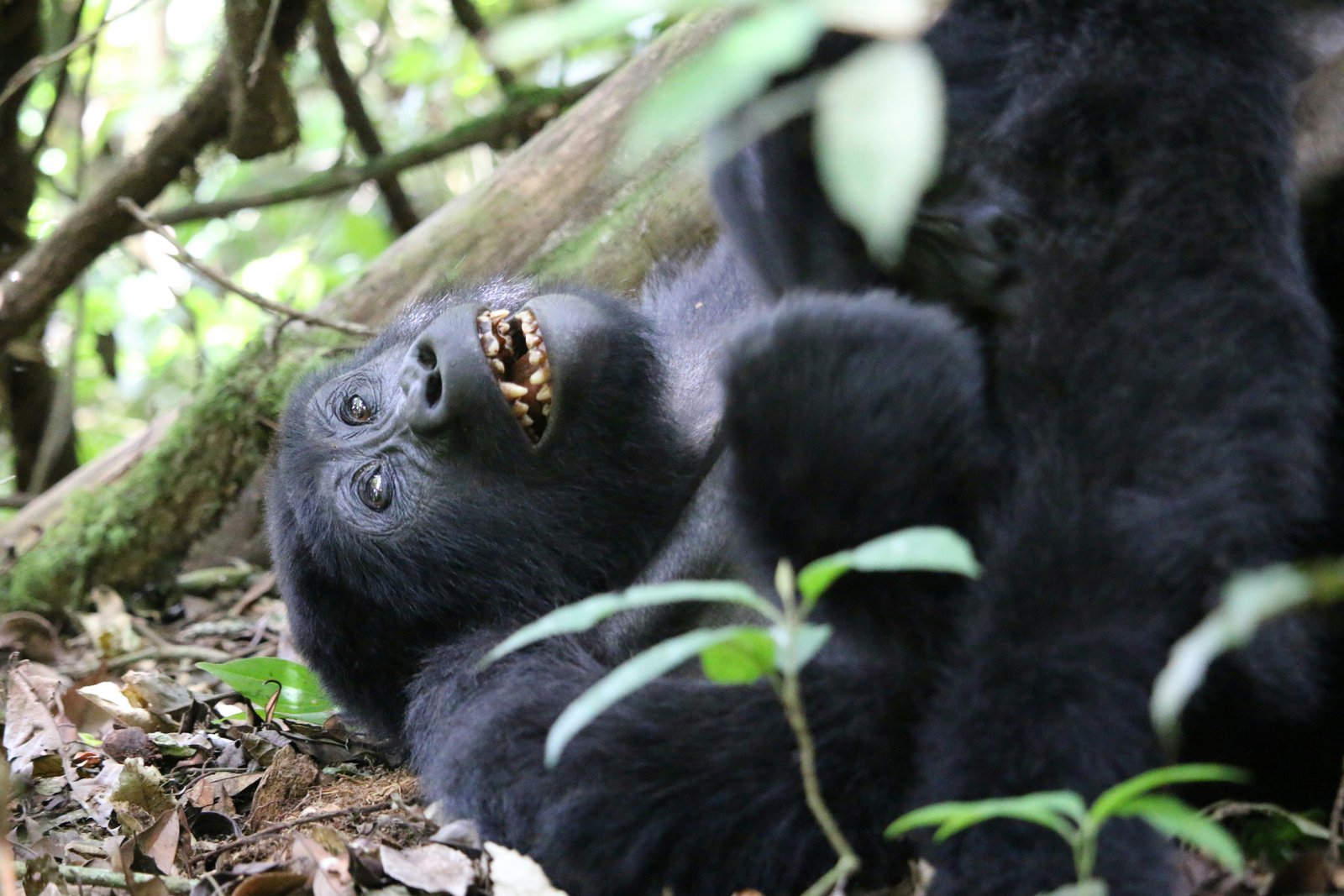 Bwindi Impenetrable Forest, Uganda photo 2