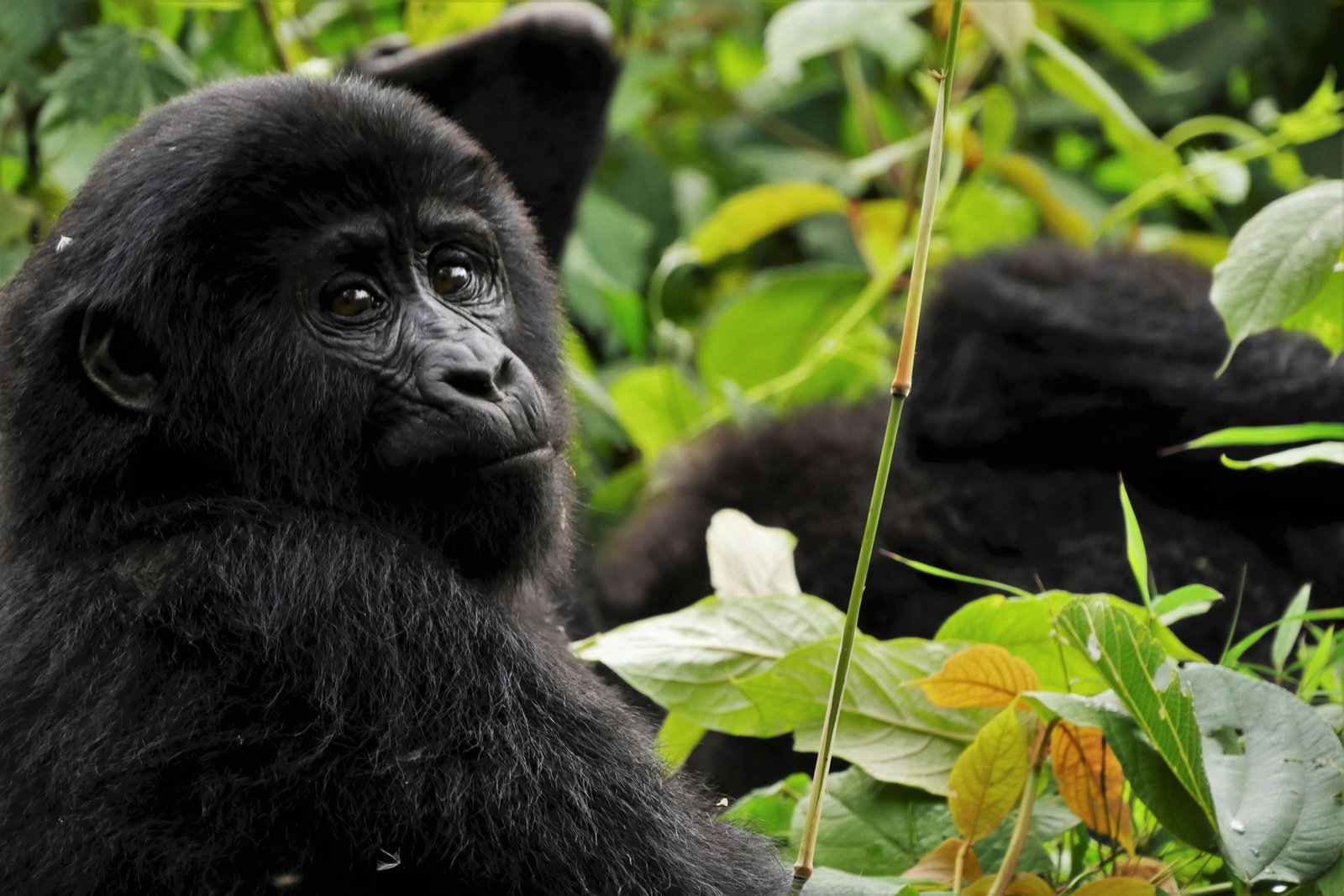 Bwindi Impenetrable Forest, Uganda photo 3