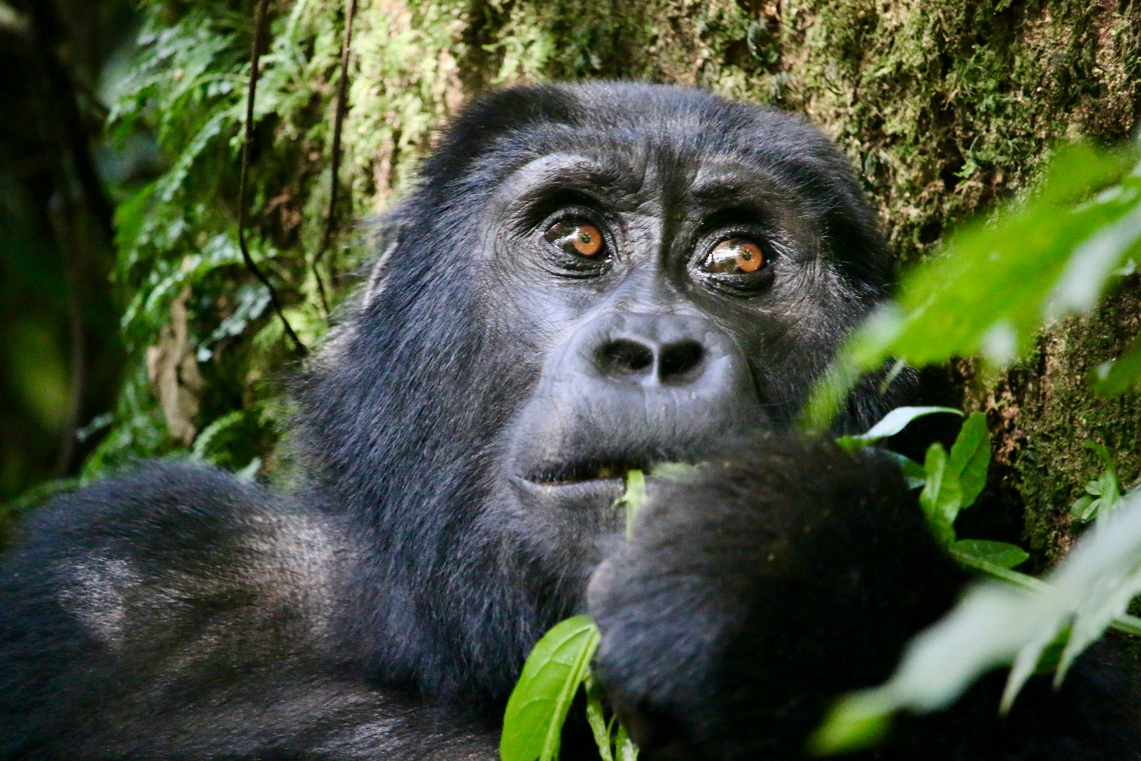 Bwindi Impenetrable Forest, Uganda