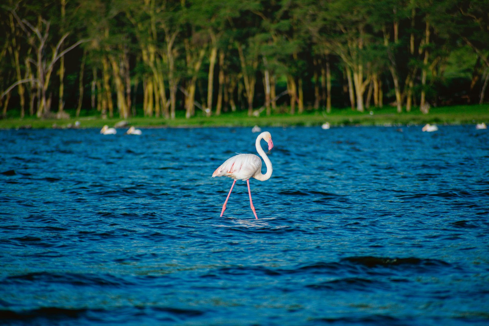 Lake Nakuru, Kenya