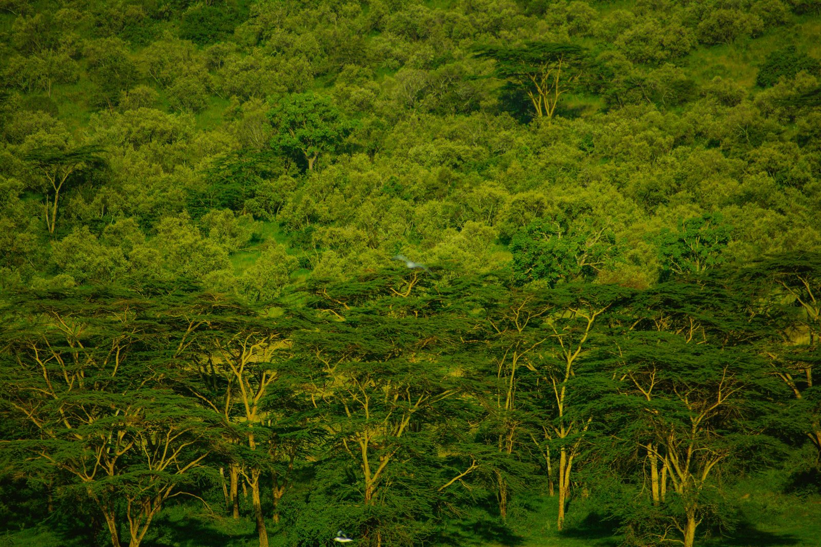 Lake Nakuru, Kenya photo 2