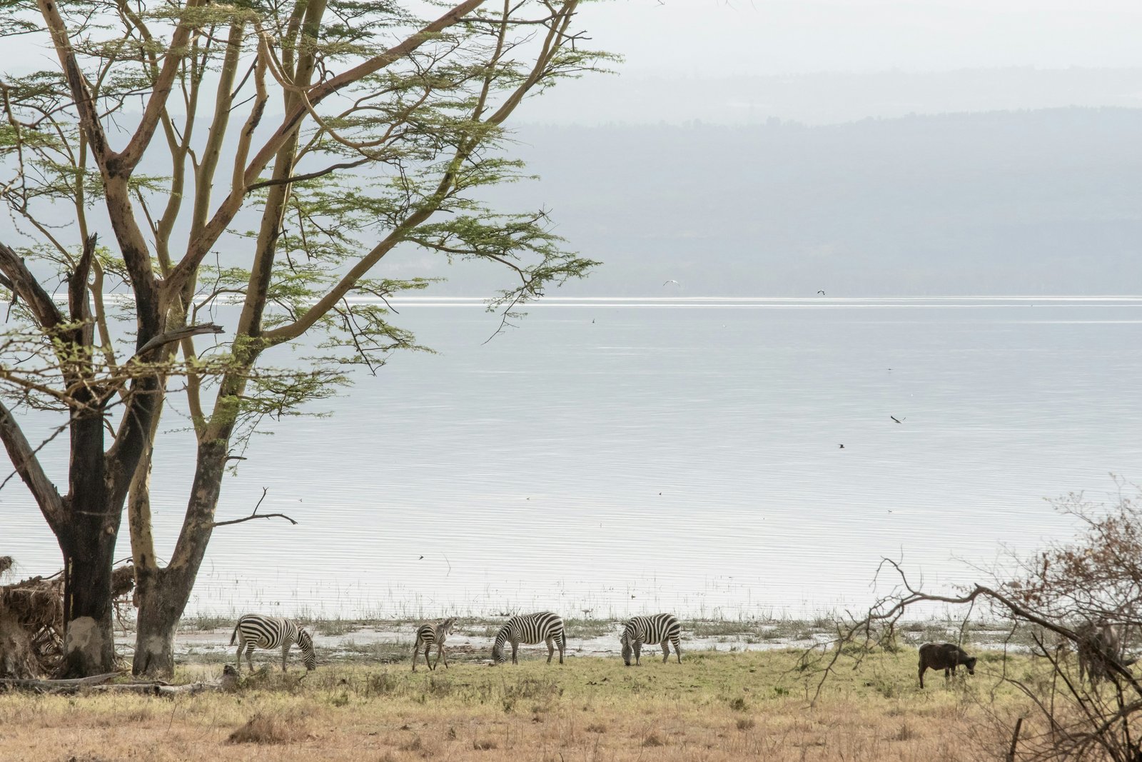 Lake Nakuru, Kenya photo 3