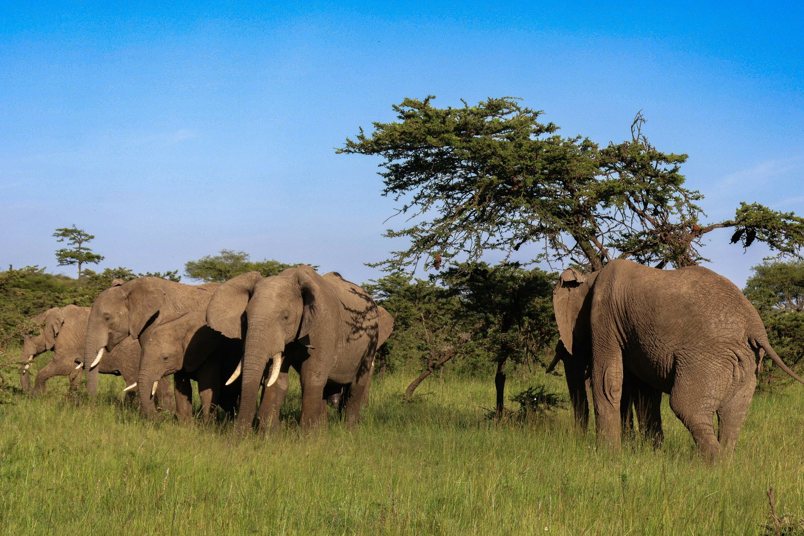 Maasai Mara, Kenya