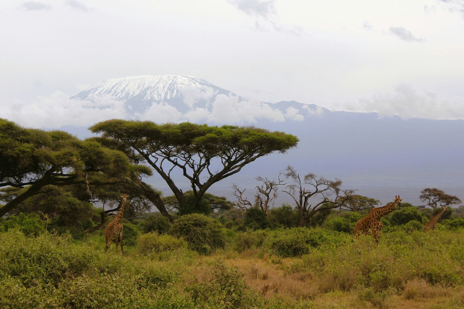 Mount Kilimanjaro