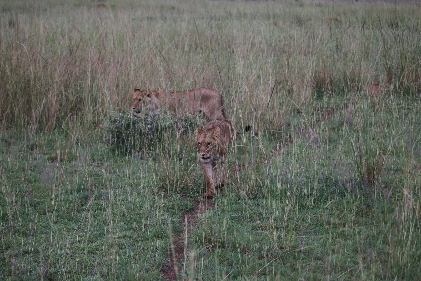 Murchison Falls, Uganda photo 2