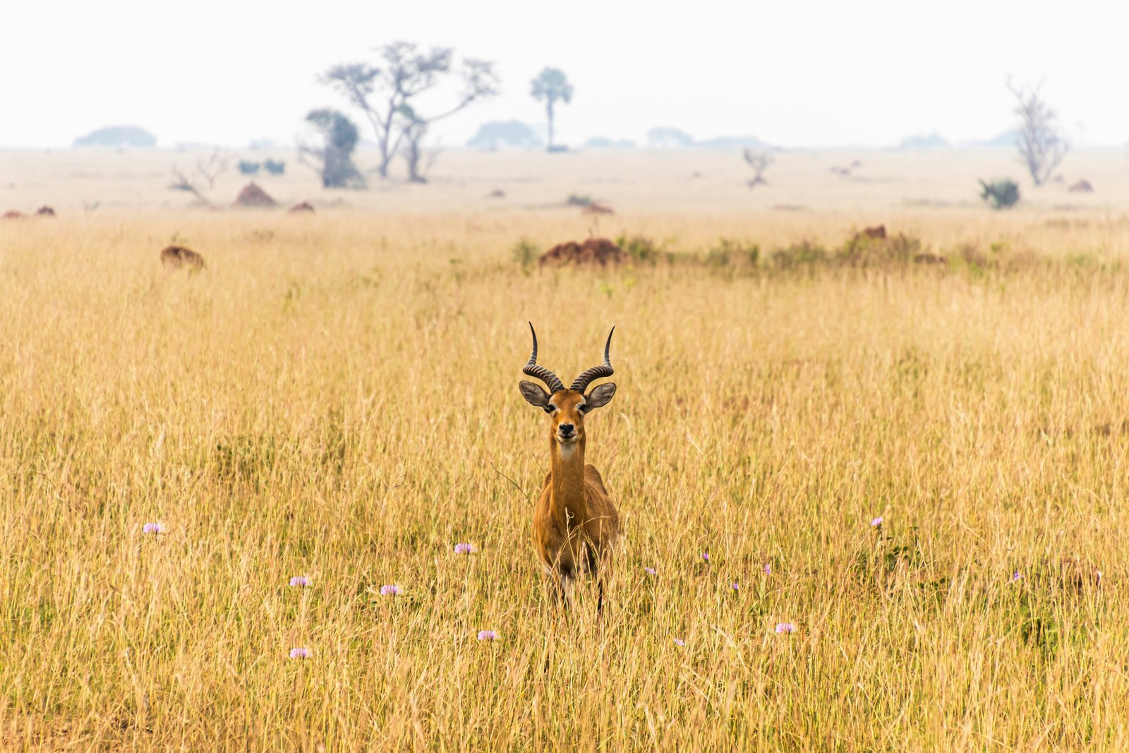 Murchison Falls, Uganda photo 3