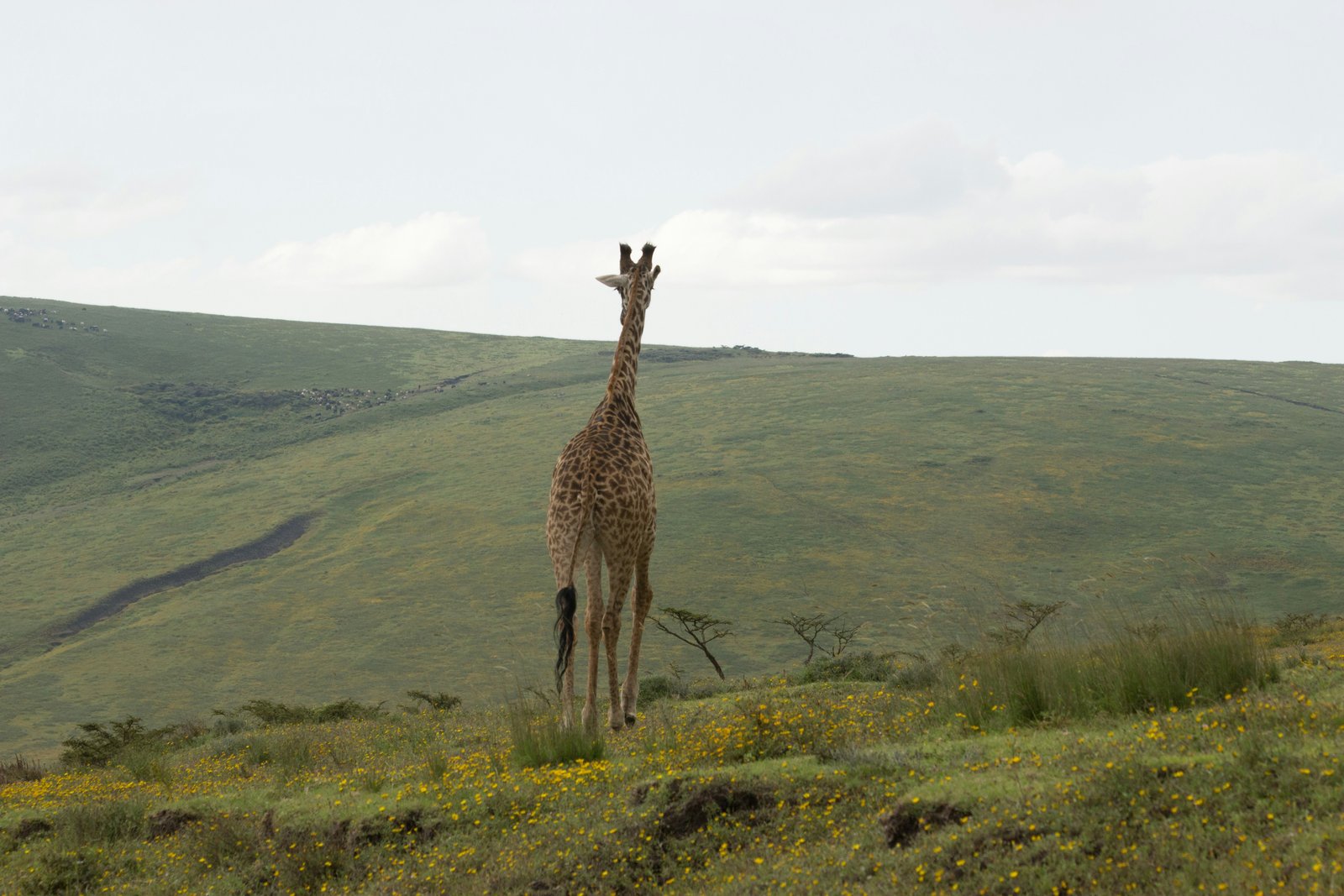 Ngorongoro Crater, Tanzania photo 3