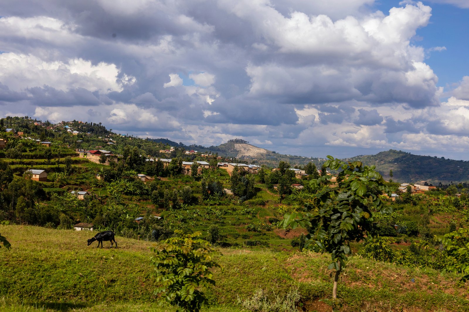 Rwenzori Mountains, Uganda photo 2