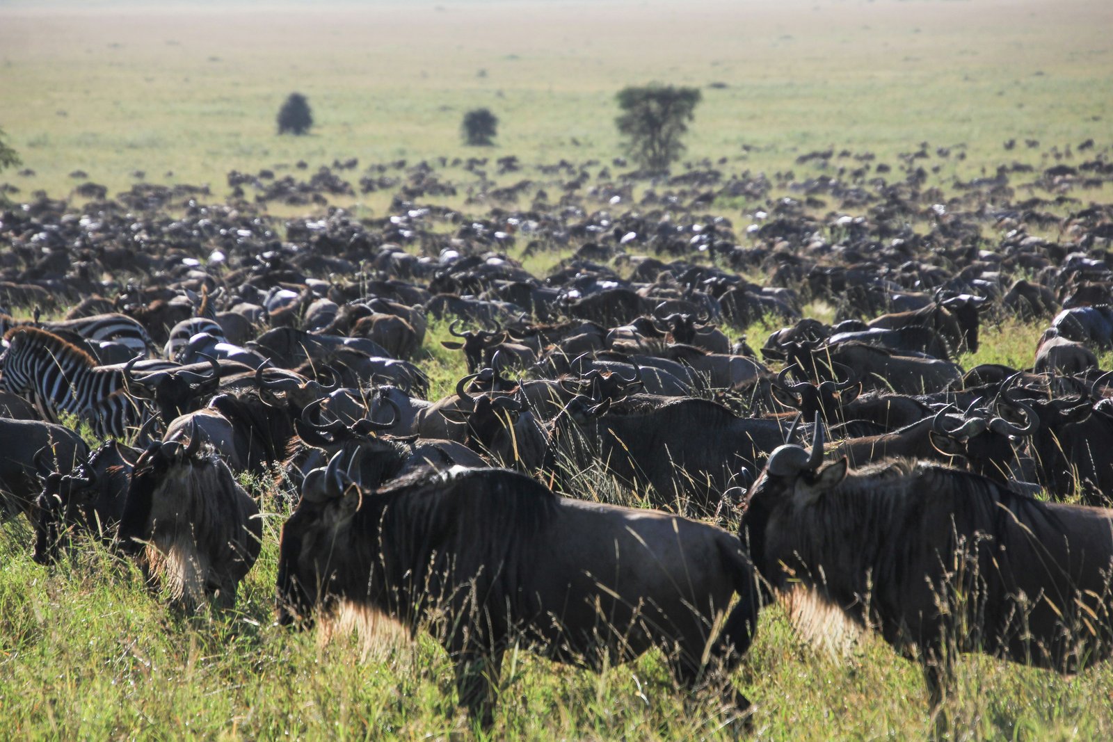 Serengeti, Tanzania