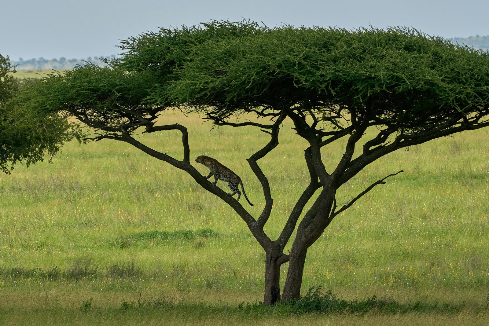Serengeti, Tanzania photo 2