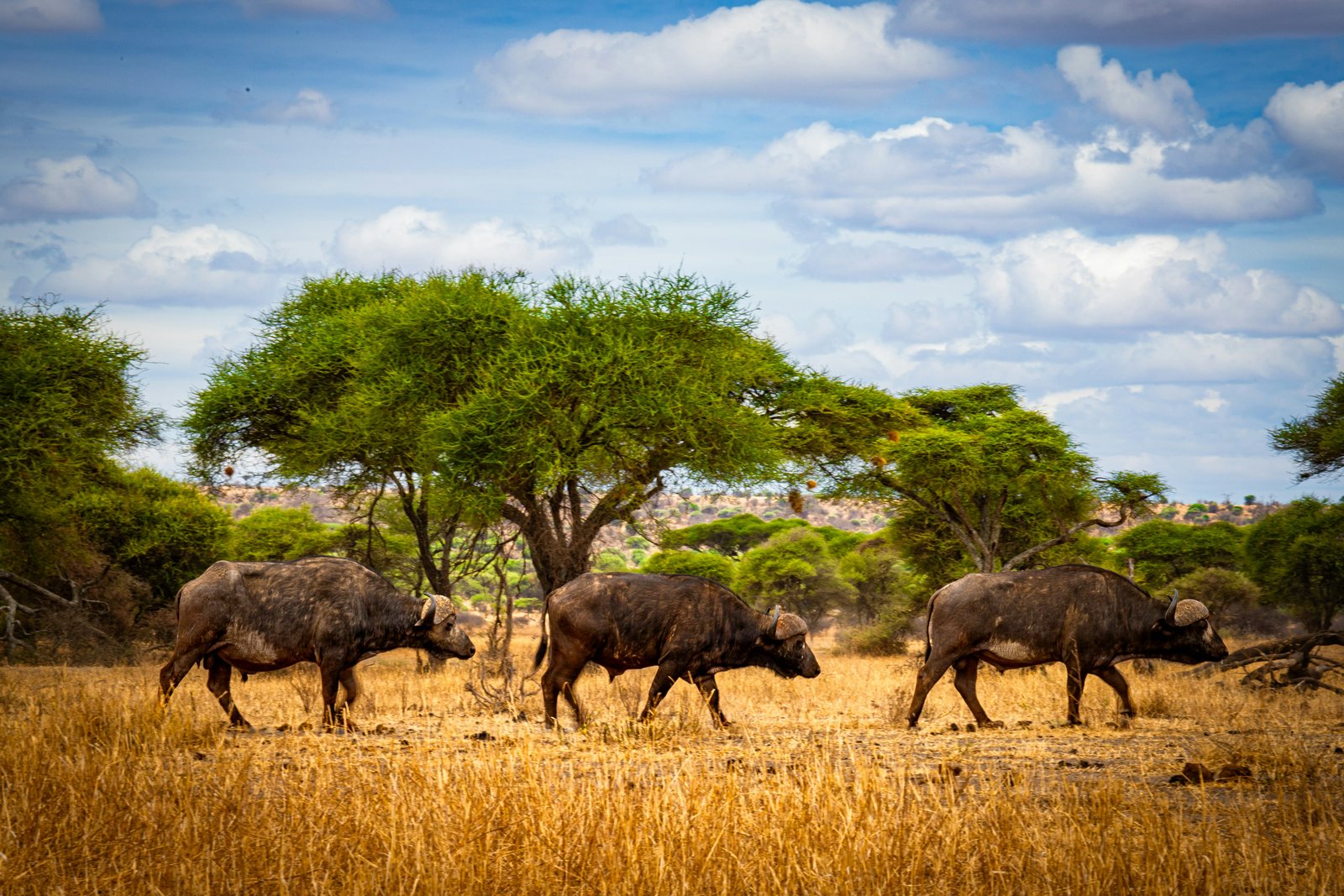 Serengeti, Tanzania photo 3