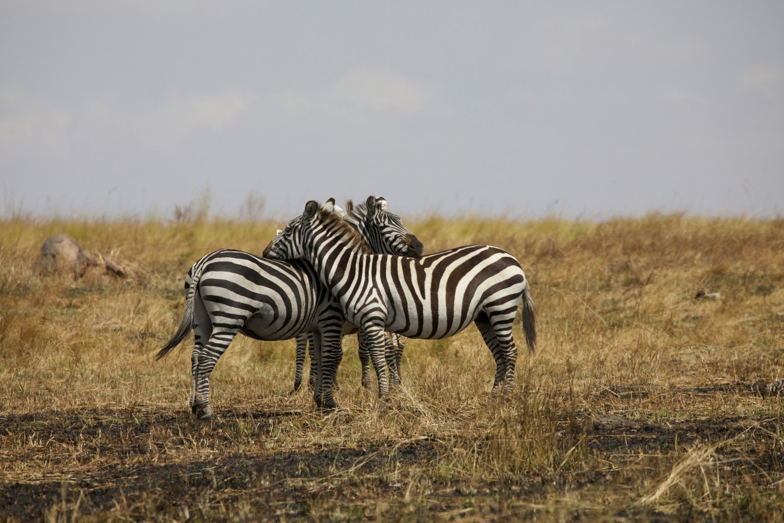 Serengeti, Tanzania