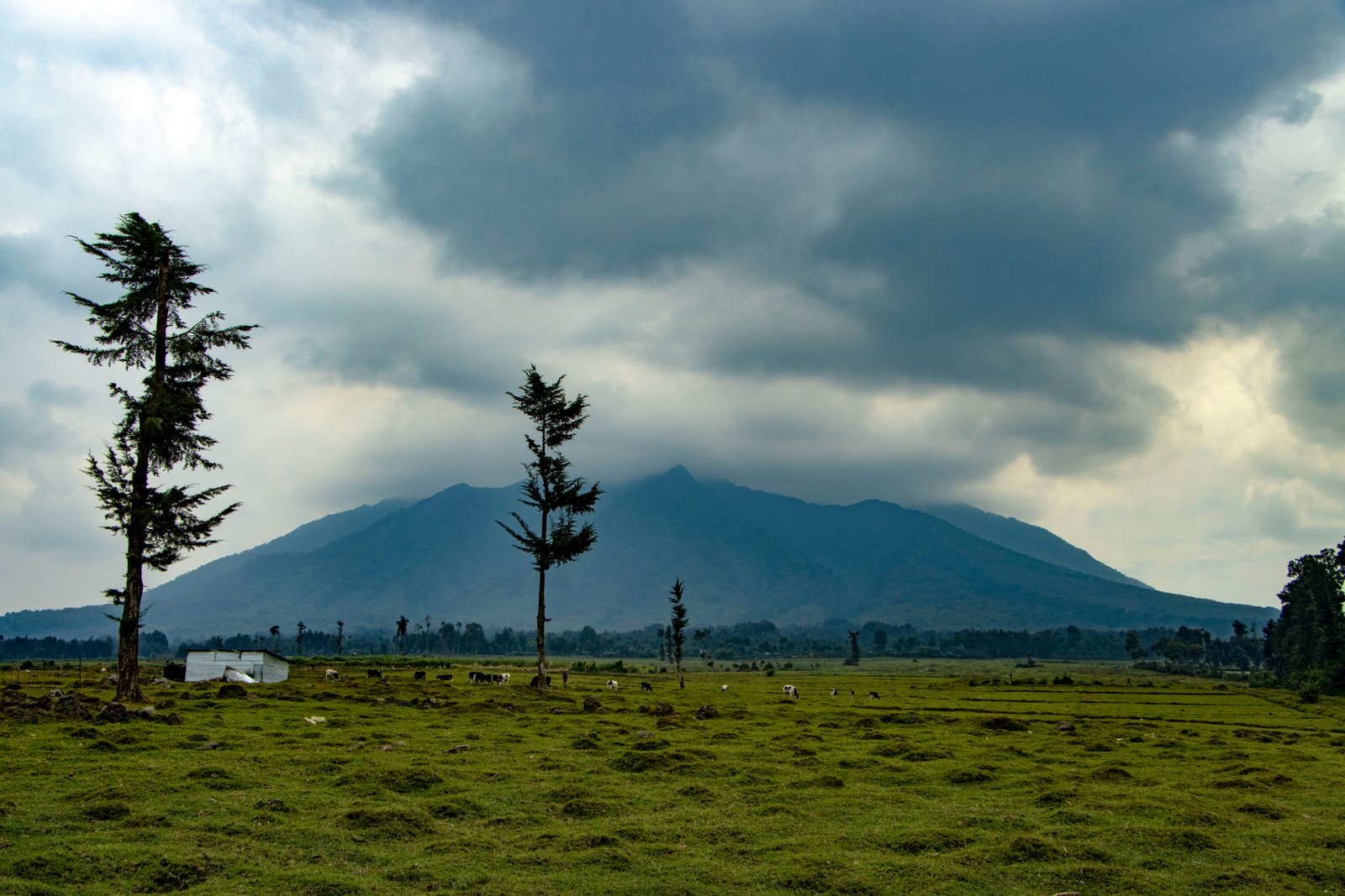 Volcanoes National Park, Rwanda