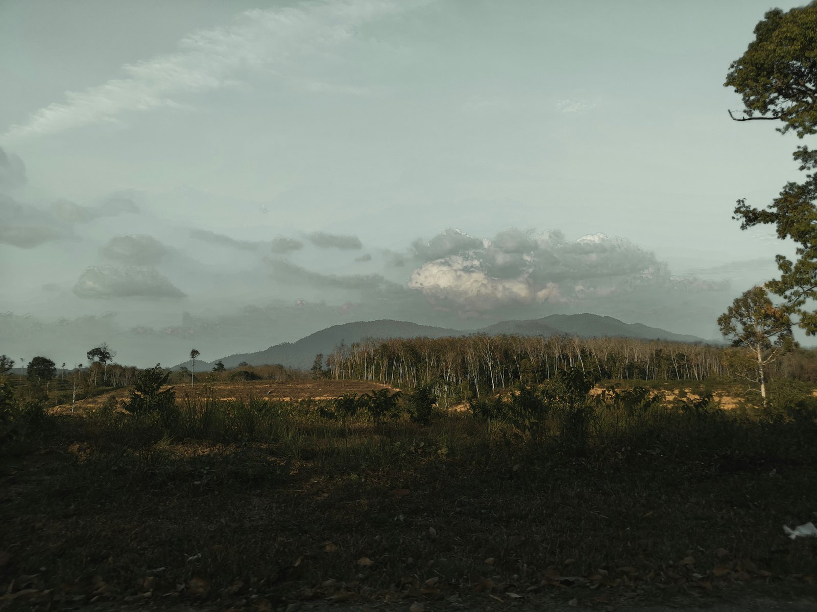 Volcanoes National Park, Rwanda